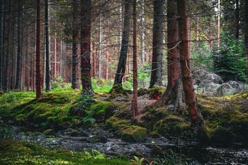 Rejviz, Czechia - A tranquil forest scene with trees standing tall beside a gently flowing stream. The vibrant green moss covers the ground, adding to the serene atmosphere of nature.