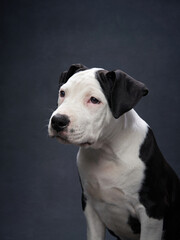 A young puppy looks inquisitively at the camera, its head slightly tilted, capturing a moment of playful curiosity against a dark backdrop.