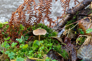 Small mushroom growing in moss surrounded by autumn leaves and dry brown fern