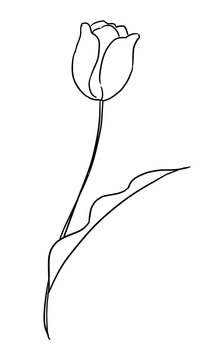チューリップのイラスト線画