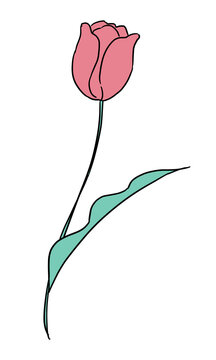 ピンクのチューリップのイラスト