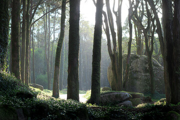morning light in the forest
