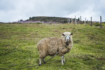 Fototapeta premium Rustic Charm: Woolly Sheep in Scenic Colombian Countryside