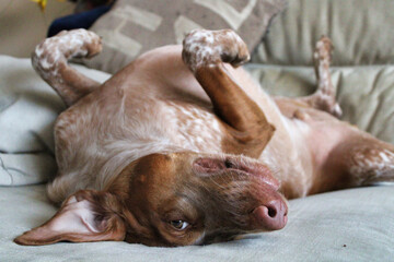 Playful dog lying on its back on a cozy couch in a sunny living room during the afternoon