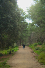 Obraz premium A solitary walker enjoys a peaceful stroll along a forest path in early morning light