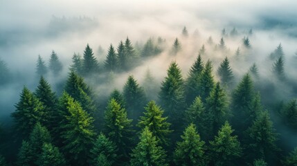 Obraz premium Breathtaking aerial view of a misty forest, where fog envelops lush trees and rolling hills in serene harmony.