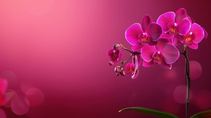Experience the allure of red and purple orchids in a vibrant gradient. Perfect for elegant designs and special occasions.