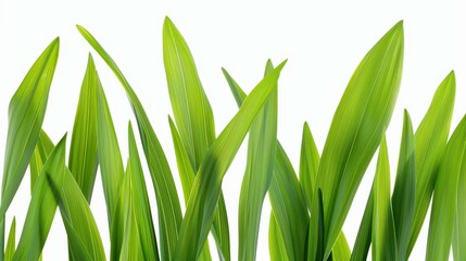 Obraz premium Vibrant green field stands out against a clean white backdrop, showcasing natures beauty in a minimalist setting.