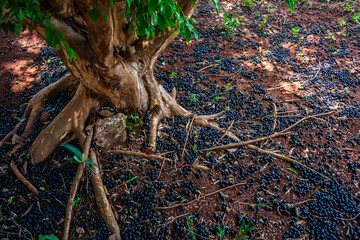Obraz premium Floor covered with jabuticaba fruits next to a jabuticaba tree in the orchard of a farm in Brazil