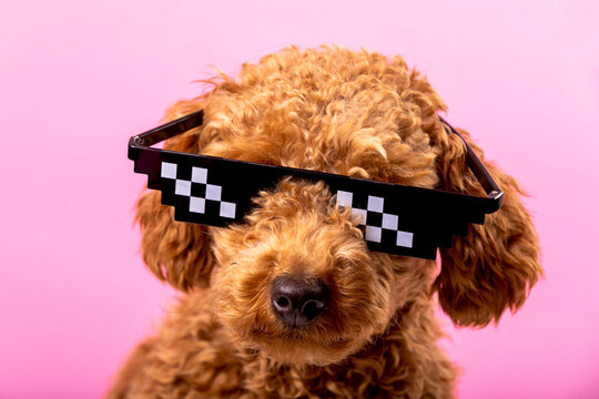 Close-up of a cheerful poodle wearing stylish pixelated glasses