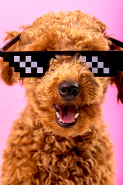 Joyful dog wearing pixelated sunglasses