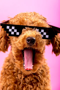 Joyful dog wearing stylish pixelated sunglasses