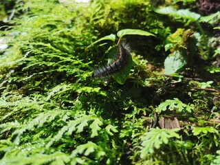 Mira profundamente en la naturaleza y entonces comprenderás todo mejor