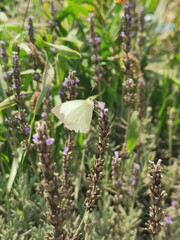 Mira profundamente en la naturaleza y entonces comprenderás todo mejor