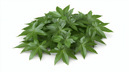 A bunch of lush green leaves, isolated on a white background.