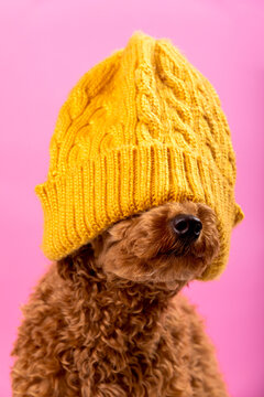 Dog in yellow knit hat on pink background
