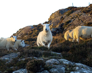 Sheep in the Highlands