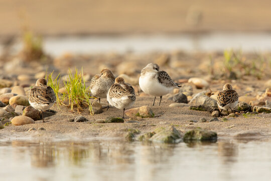 Little stint on Migratory Rest at Cantabrian Coast