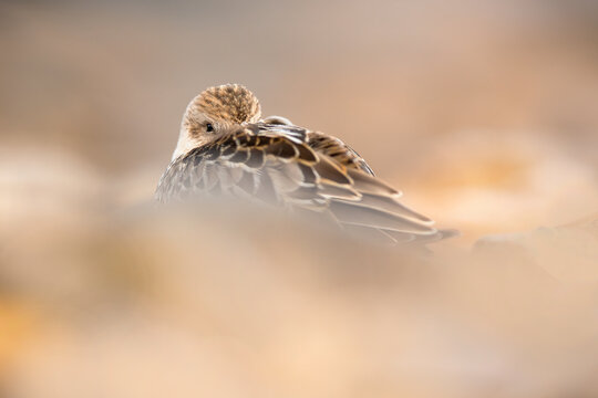 Rare sighting of a little stint during its migratory journey in Spain
