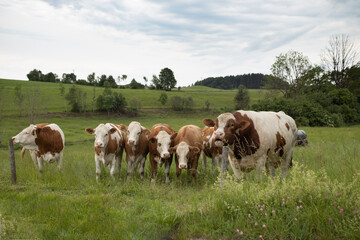 Herd of cows on pasture.
