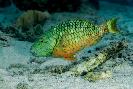 Stoplight Parrotfish in Bonaire Waters