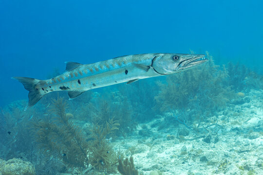 Barracuda swimming in Bonaire's clear waters