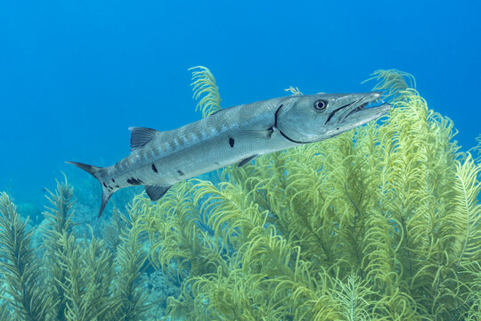 Barracuda swimming in Bonaire coral reef