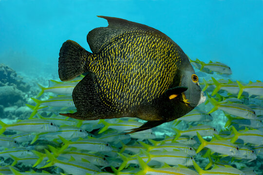 French Angelfish Among School of Yellowtail Snapper in Bonaire