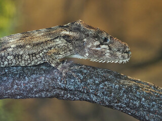 Western Bearded Anole at the Texas State Aquarium in Corpus Christi, Texas.