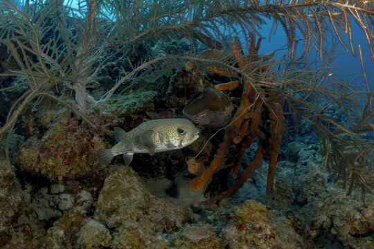Spot-fin porcupinefish among soft corals underwater in Bonaire
