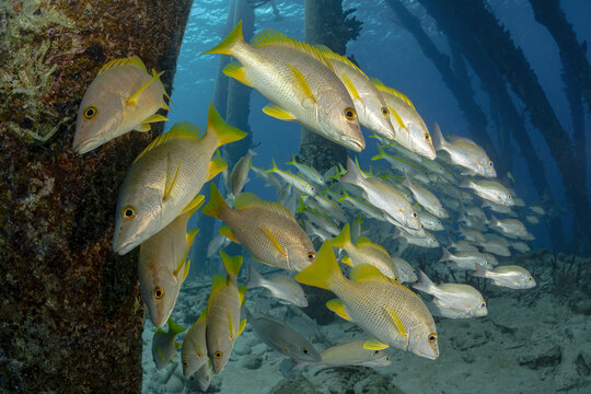 School of Lutjanus apoduss near Bonaire's Pier