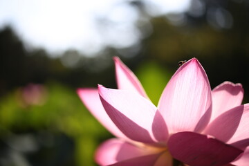 Fototapeta premium 赤い蓮の花