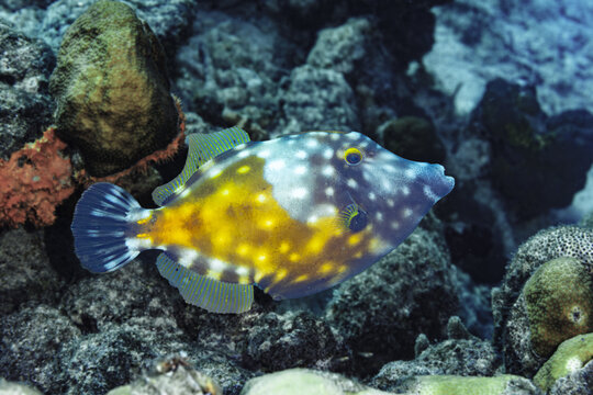 Whitespotted filefish Beauty, Cantherhines macrocerus in Bonaire