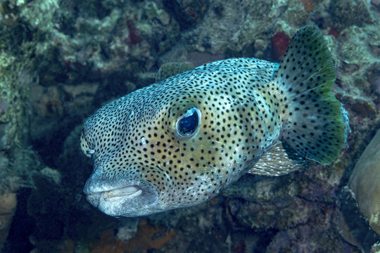 Spotted Porcupinefish in Bonaire Waters