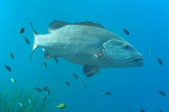 Majestic Lutjanus jocu cruising in Bonaire waters