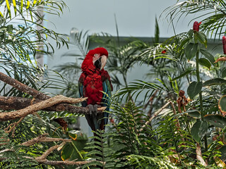 Scarlet Macaw (Ara macao) is a large yellow, red and blue Neotropical parrot native to humid evergreen forests of the Americas.