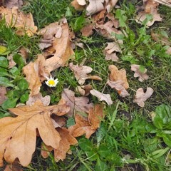 Nature
nature