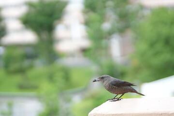 公園のフェンスに止まるヒヨドリ