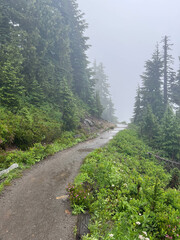 Fototapeta premium Trail going up Mt.Rainier, Washington on a cloudy day. 