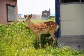 稚内の鹿