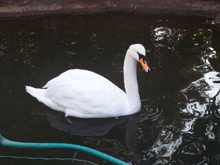 Zoologico de Santiago no Chile, leão, elefante, girafa, pinguim, zebra, gorila...