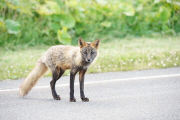 宗谷のキタキツネ