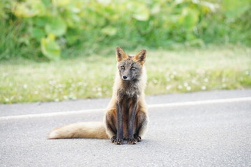 宗谷のキタキツネ