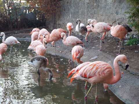 Zoologico de Santiago no Chile, le&atilde;o, elefante, girafa, pinguim, zebra, gorila...