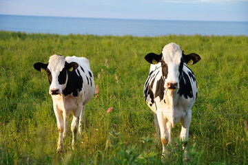 牧場の二頭の乳牛