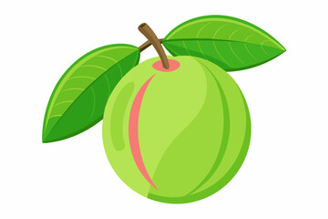 Guava on a white background vector art illustration