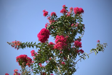 赤い百日紅の花と青空