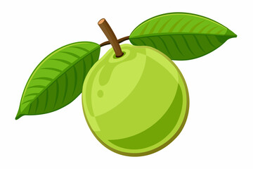 Guava on a white background vector art illustration
