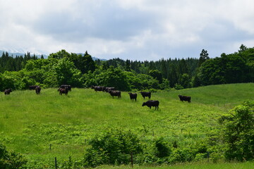 月山高原牧場 最高の眺め 山形県
