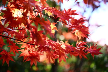 	真っ赤な紅葉